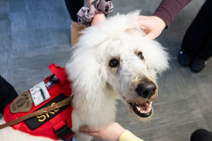 Un caniche blanc portant une veste rouge de chien de service lève les yeux, une expression amicale sur le visage, tandis que plusieurs personnes tendent la main pour le caresser.