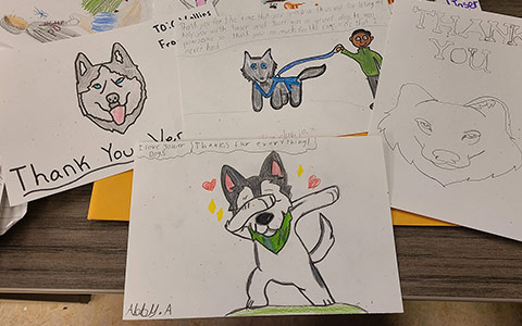 Plusieurs dessins de huskies sont posés sur une table.