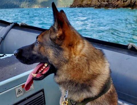 Chien sur une bateau